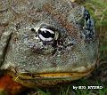 Pyxicephalus adspersus 25